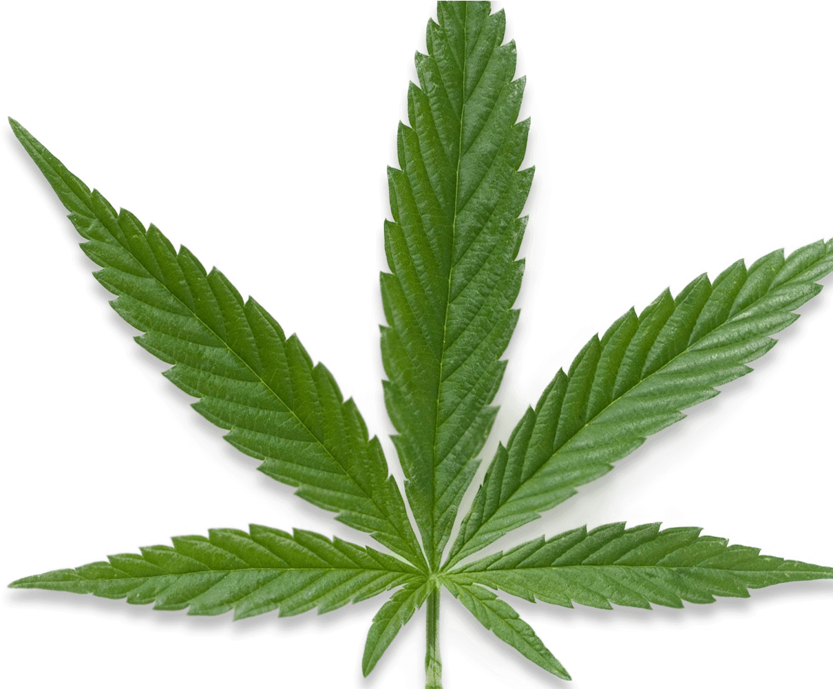 Whitney Abrams Quoted In “cannabis Retail Plan Opt-out - Stoners In America: Americans Smoking Marijuana Regularly (1500x1000), Png Download