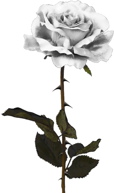 White Rose Png By Pixasso79 Stock-d5c99vm - White Rose Png (600x800), Png Download
