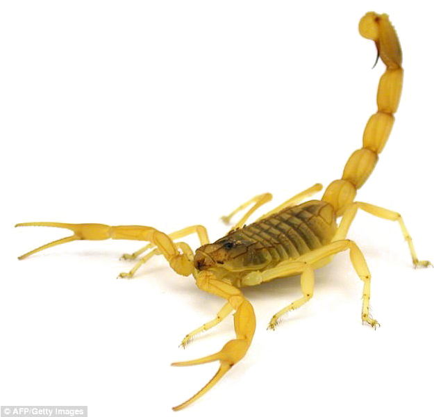 Poisonous Scorpion Png Transparent Image - Deathstalker Scorpion (634x599), Png Download