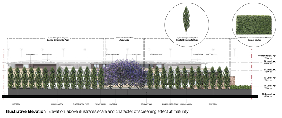 Jacaranda Mimosifolia - Thuya (900x377), Png Download