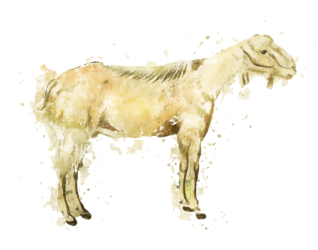 Goat Meat Products - Goat (480x363), Png Download