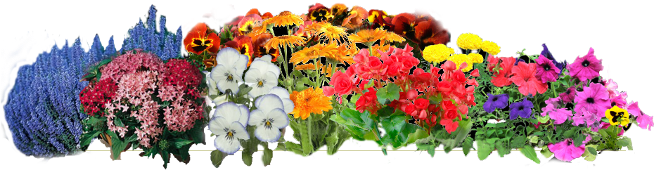 Springflowers 07 Apr 2013 - Chrysanths (940x251), Png Download