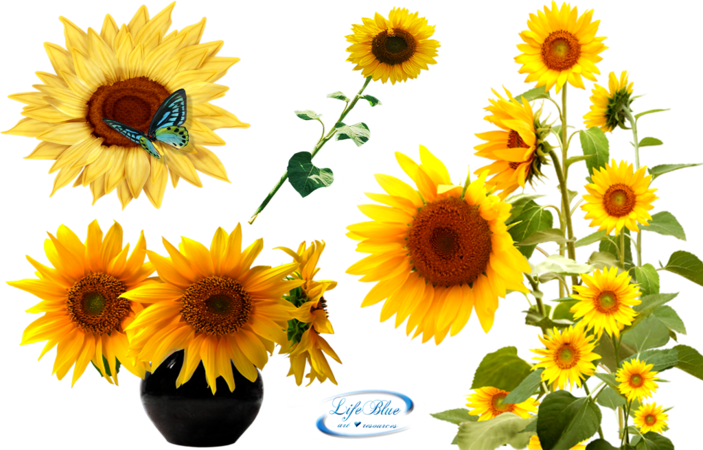 Download Sunflower Latest Version 2018 - Главная Книга О Счастье И Благополучии (1024x656), Png Download