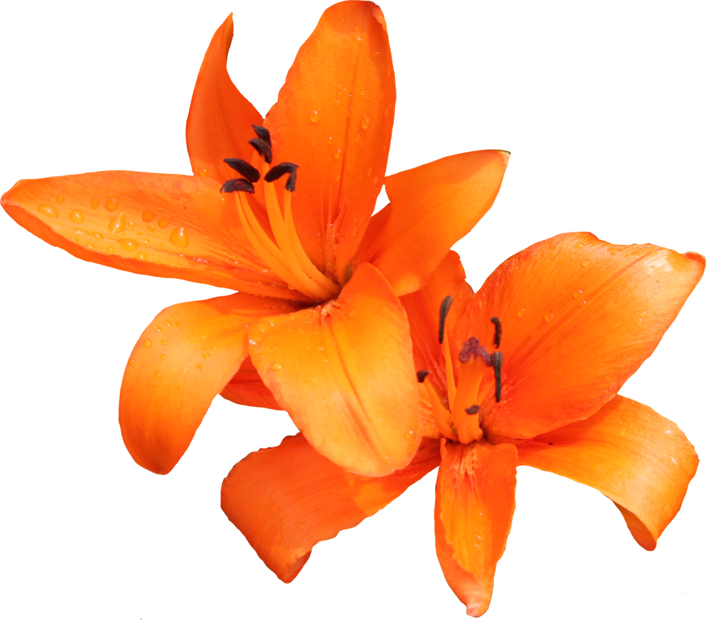 Lilly Png (1024x899), Png Download
