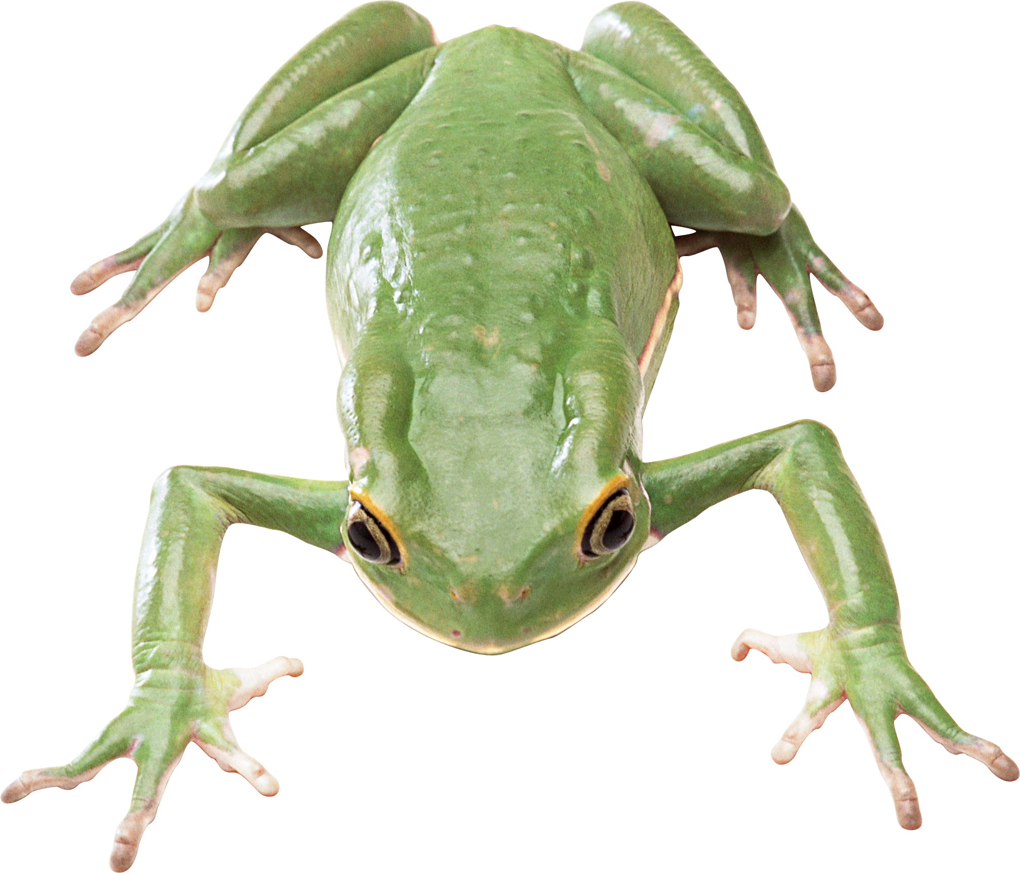 Frog Png (2014x1725), Png Download