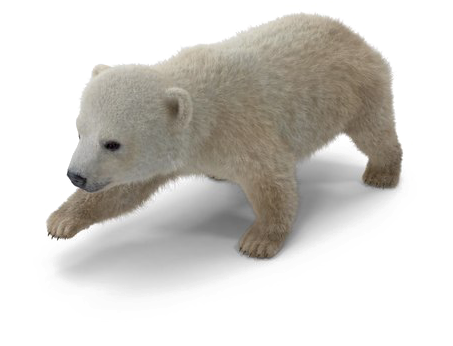 Polar Bear Png Download Image - Polar Bear (600x600), Png Download
