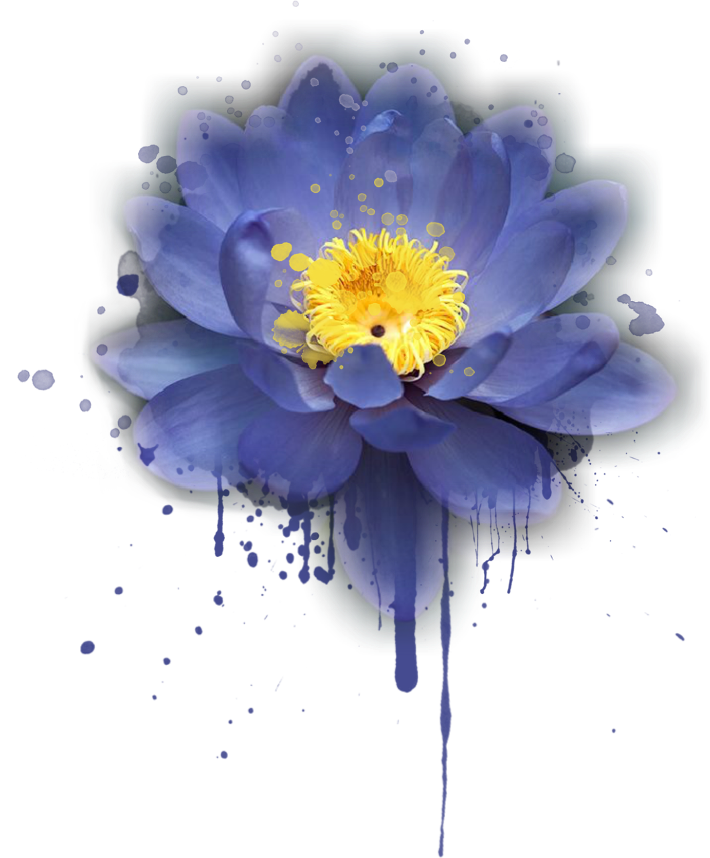 Thank You - California Wild Rose (1400x1981), Png Download
