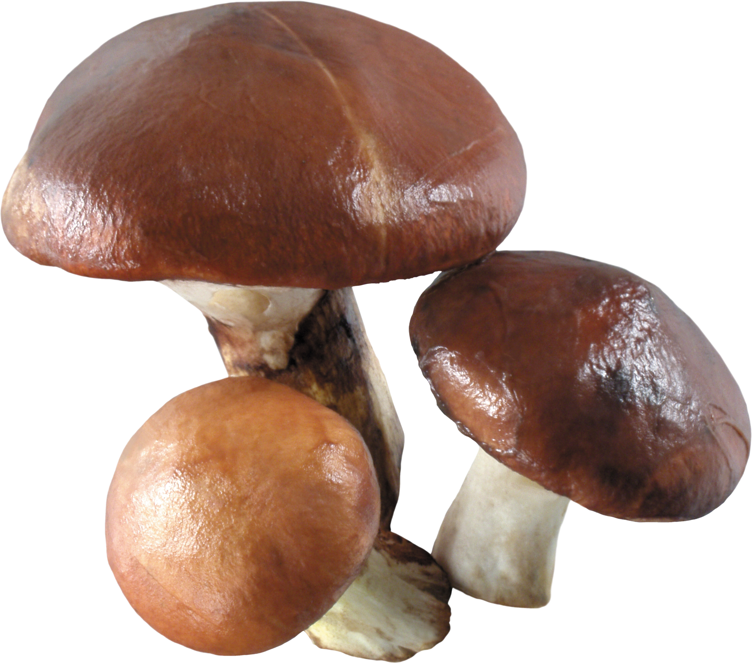 Free Png Mushroom Png Images Transparent - Brown Mushroom Png (850x750), Png Download