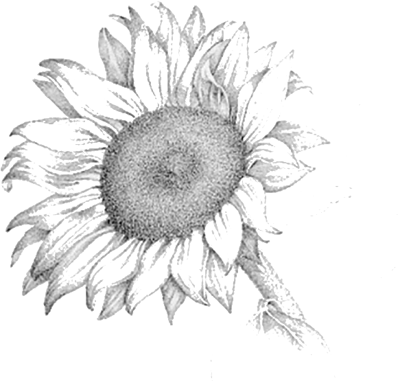 Sunflower - Pencil Sketch Of Sunflower (604x563), Png Download