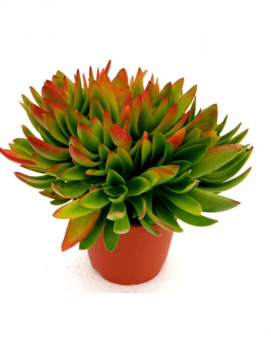 Red Flames Calderoniae Succulent Plant - Succulent Plants Red (540x693), Png Download