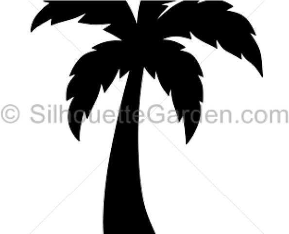 Palm Tree Silhouette Png - Silhouette Of A Palm Tree (640x480), Png Download