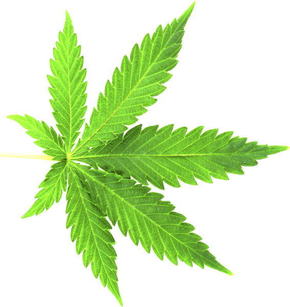 Cannabis Shop (566x600), Png Download