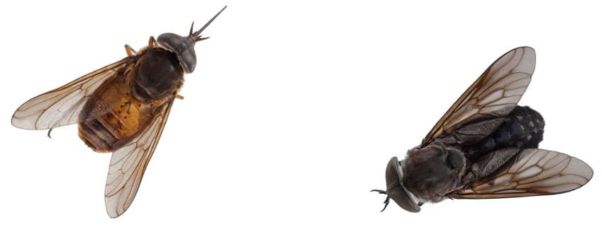 Black Horse Fly Png Pic - Tabanus Nematocallus (1024x371), Png Download