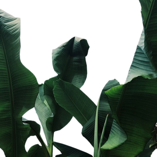 386 Images About Overlays On We Heart It - Leaf Plant Tumblr Transparent (500x500), Png Download