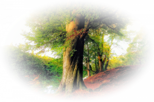 Png Tájképek - Google Keresés - Beautiful Trees (500x333), Png Download