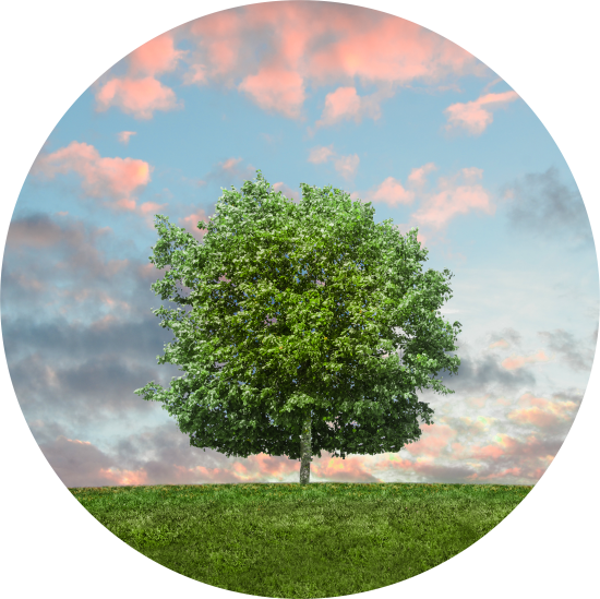 Vithal Venkatesh Kamat Mumbai Nature Sky Twilight Grass - Answers From God [book] (550x549), Png Download