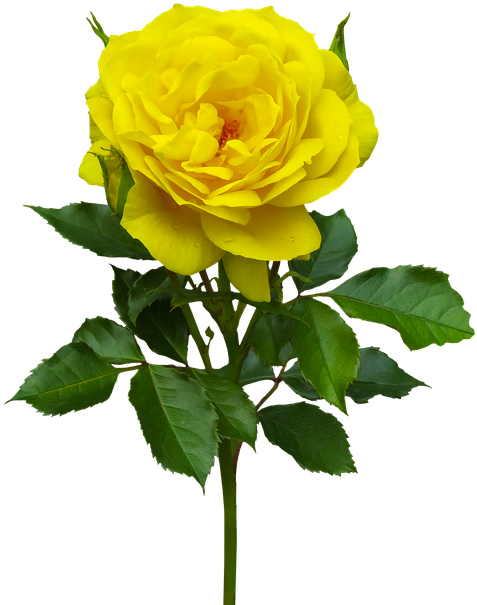 Nature, Flower, Rose, Plant, Flora, Yellow, Blossom - Hybrid Tea Rose (528x720), Png Download
