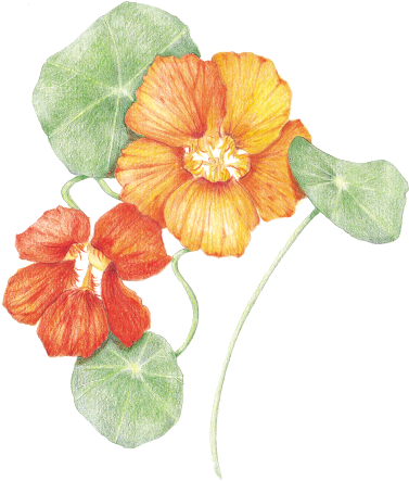 Nasturtiums - Nasturtium Png (383x452), Png Download