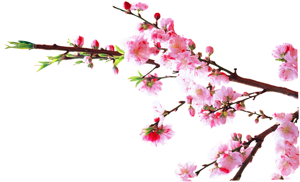 Watercolor Plum Transparent Decorative - Portable Network Graphics (1024x589), Png Download