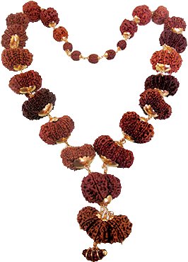 Indra Mala Rudraksha Collection - 14 Mukhi Rudraksha Mala (600x375), Png Download