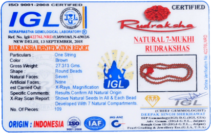 100% Original Six Face Rudraksha (6 Mukhi Rudraksh) (500x500), Png Download