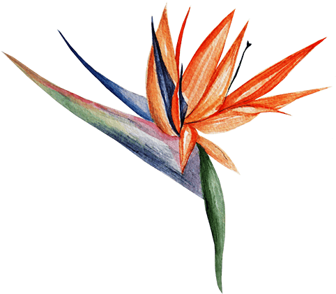 Watercolor Painting (500x432), Png Download