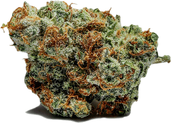 Sativa Indica - Cactus (700x550), Png Download
