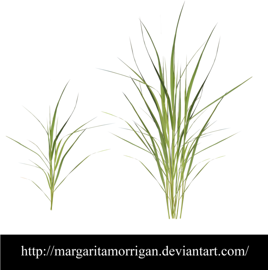 Free Download - Sweet Grass (881x906), Png Download