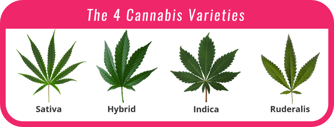 Cannabis - Cannabis Hybrid (1080x410), Png Download