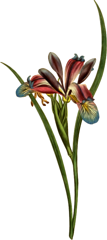 Vector Royalty Free Amaryllis Drawing Old - Vintage Grass Png (354x793), Png Download