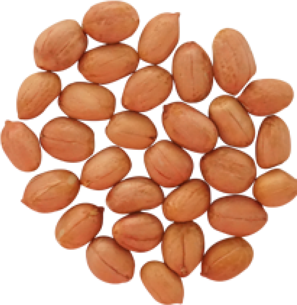 Peanut (1024x1024), Png Download