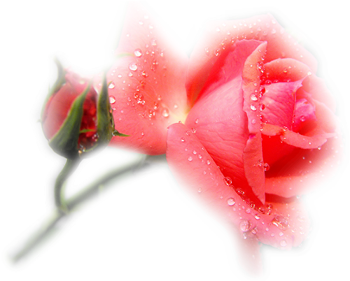 Букет Цветов Анимация - Garden Roses (546x445), Png Download