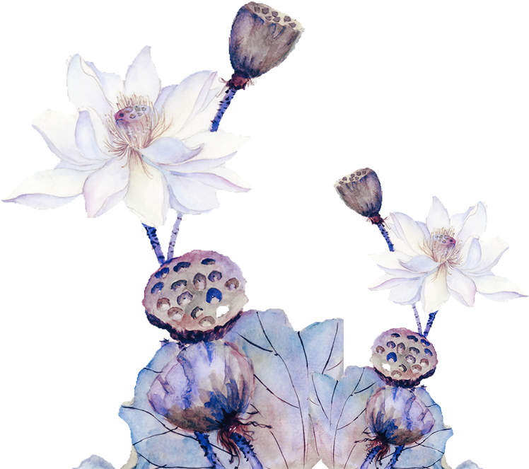 古风中国风荷花莲藕莲蓬 - 花 水墨 (810x706), Png Download