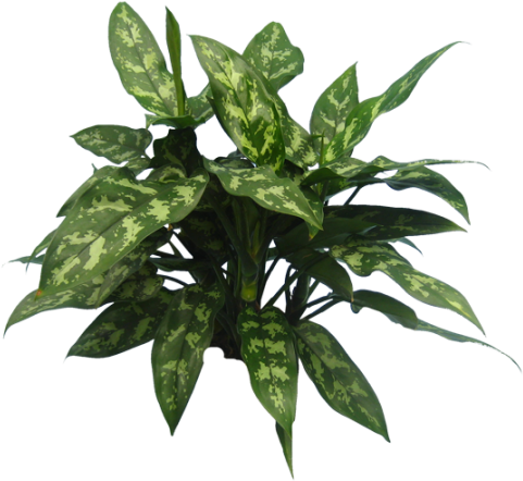 Aglaonema Maria - Aglaonema Png (505x450), Png Download