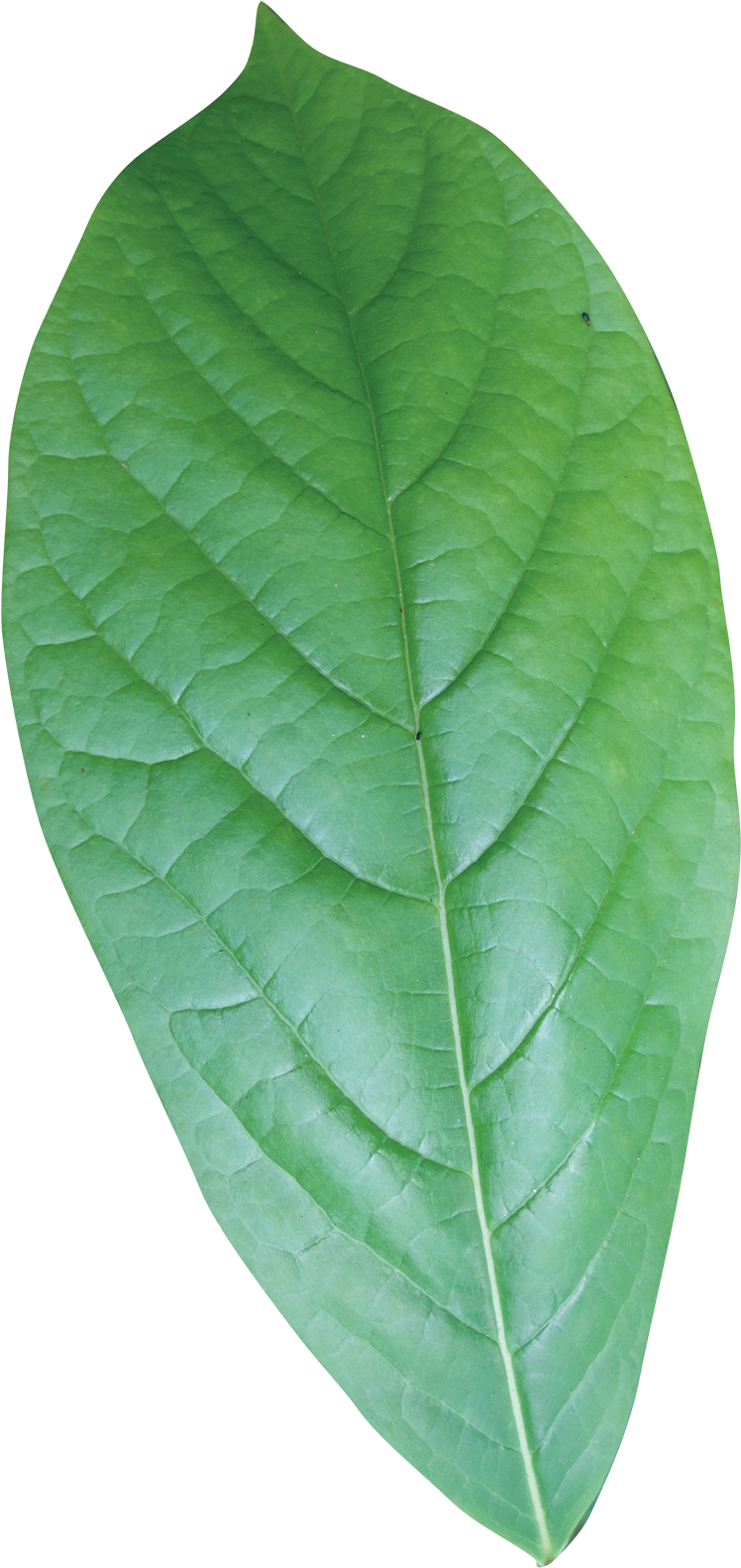 Simple - Single Green Leaves Png (800x1624), Png Download