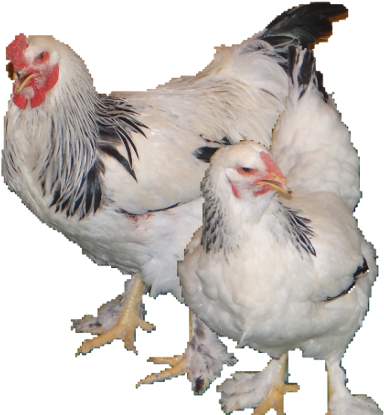 Light Brahmas Are Mainly White In Color With, Black-edged - Rooster (396x430), Png Download