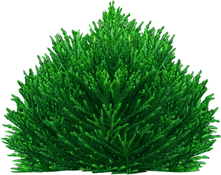 Graphics - Bush Png Illustration (436x345), Png Download