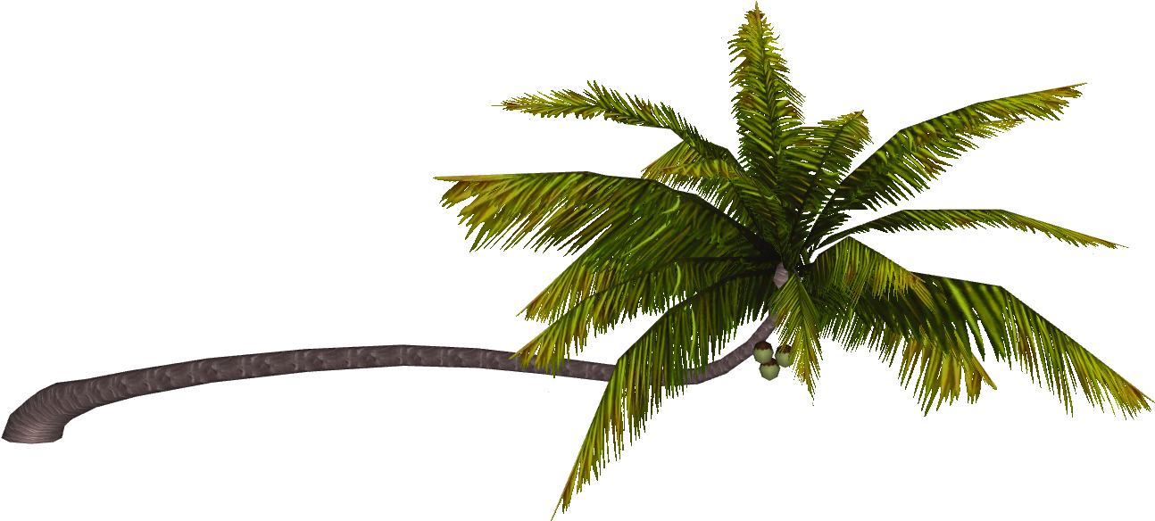 Coconut Palm - Wiki (1293x1293), Png Download