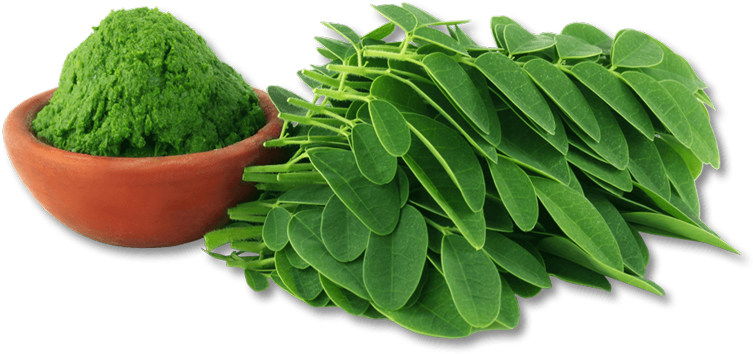 29 Dec Moringa Leaf Powder Multivitamin Shot - Addicted 2 Healthy Nutritional Superfoods 30 Moringa (771x453), Png Download