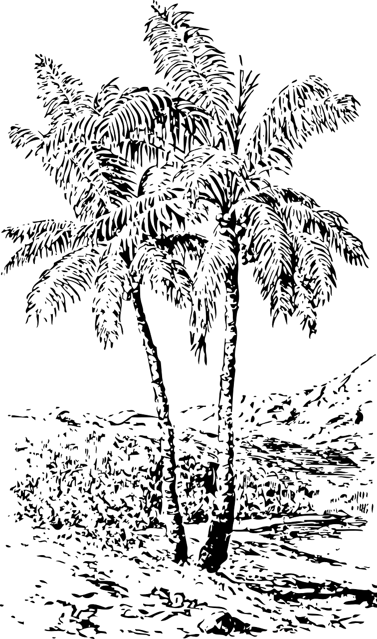 Trees,black And White,landscape - 3drose Llc 3drose Lsp_174619_1 Image Of Palm Cover (756x1280), Png Download