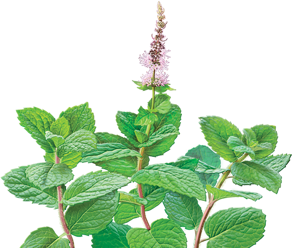Peppermint Drawing Botanical Illustration - Alvita - Organic Spearmint Tea - 24 Tea Bags (600x552), Png Download