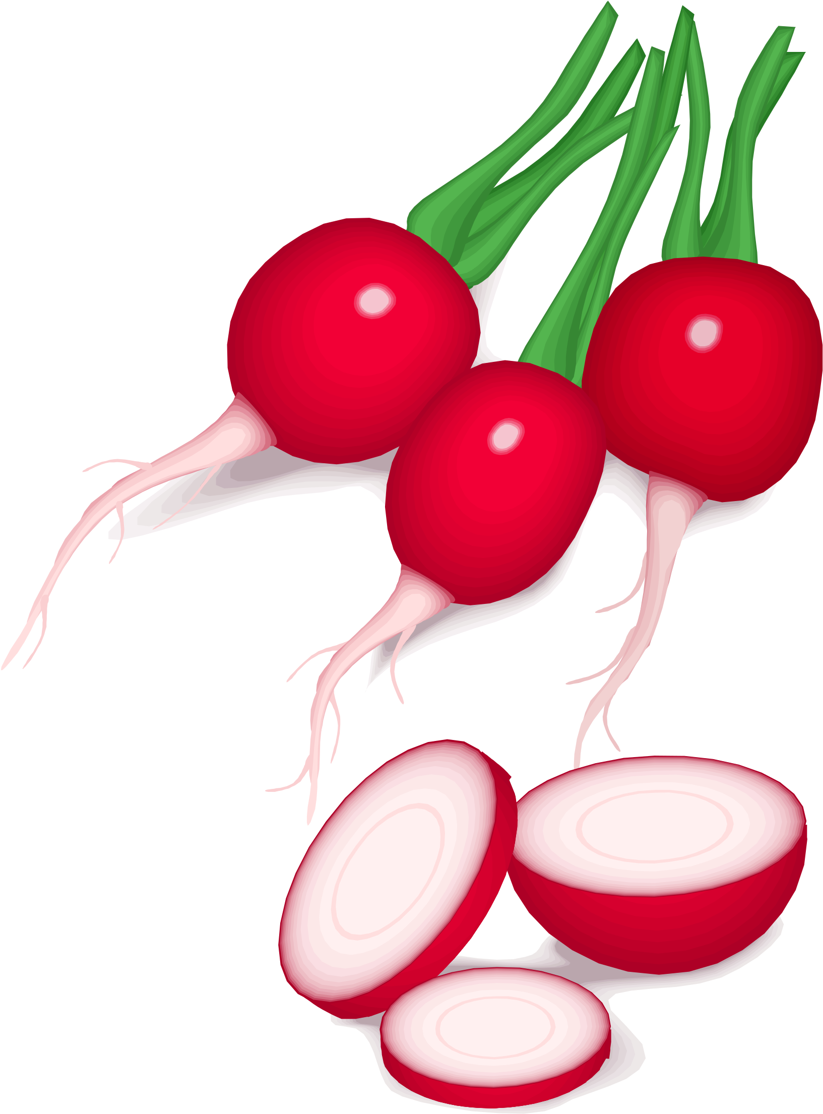 Vegetable Computer Icons Daikon Food Beetroot - Radishes Clip Art (554x750), Png Download