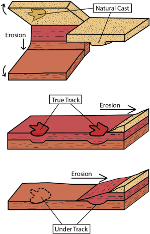 Diagram Of Types Of Tracks As Rock Layers Erode - Rock (325x503), Png Download