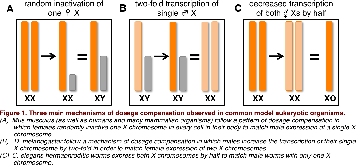 Summary Of Dosage Compensation - Дозовая Компенсация У Drosophila Melanogaster (1500x707), Png Download