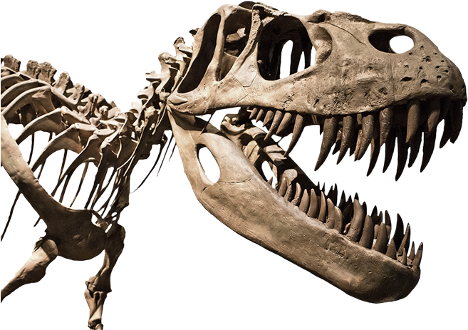 Fossilie 01 Flach - Types Of Different Dinosaur (667x500), Png Download