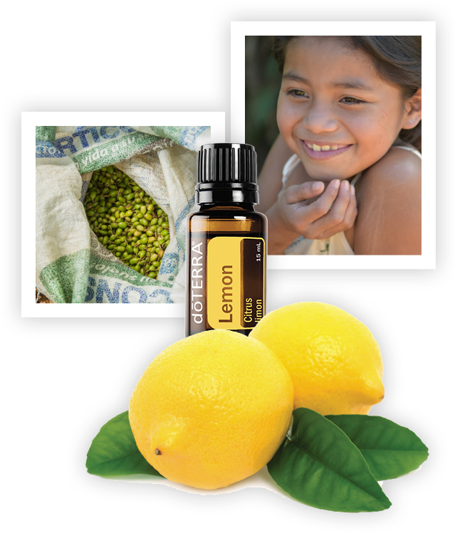 Dōterra Lemon Oil - Doterra Geranium Essential Oil - 15 Ml (638x765), Png Download
