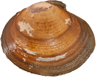 Purple Varnish Clam - Transparent Clam (400x321), Png Download