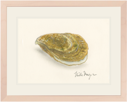 Atlantic Oyster - Eastern Oyster (480x401), Png Download