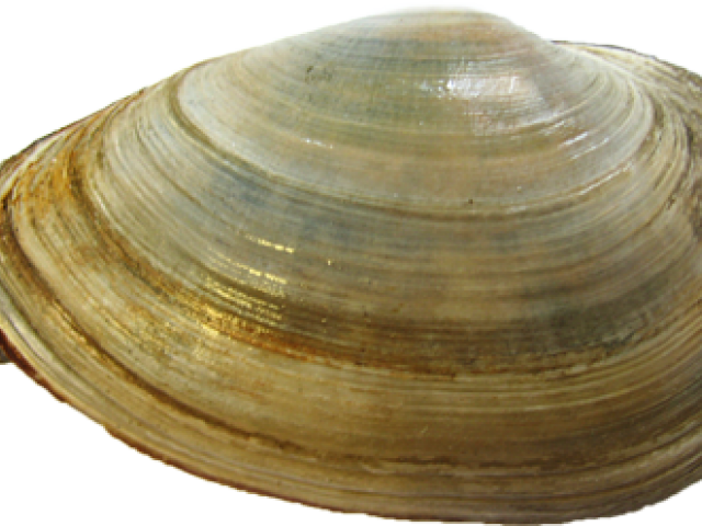 Clam (640x480), Png Download