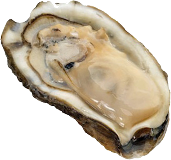 Oyster - Oyster Png (556x519), Png Download